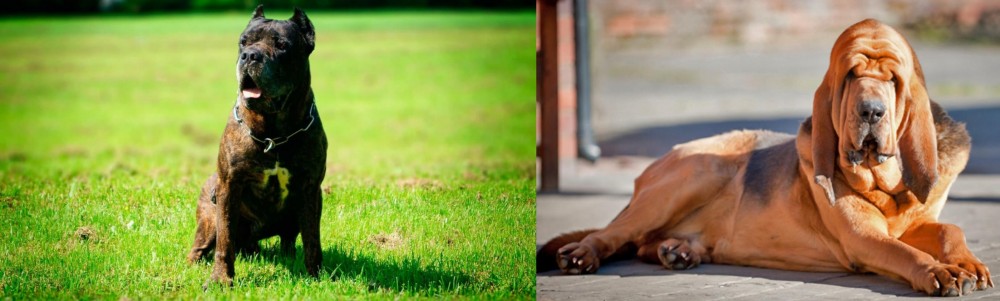 Bloodhound vs Bandog - Breed Comparison