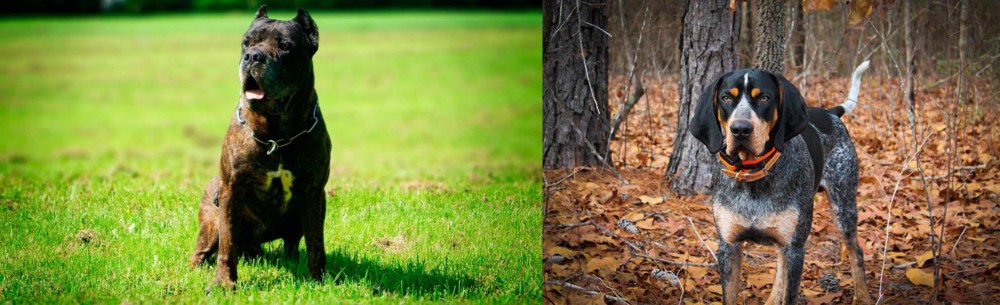 Bluetick Coonhound vs Bandog - Breed Comparison