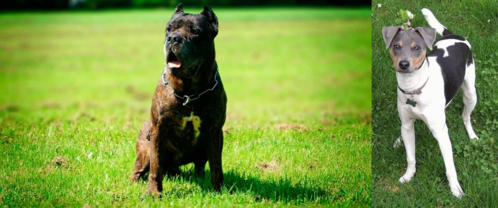 Brazilian Terrier vs Bandog - Breed Comparison