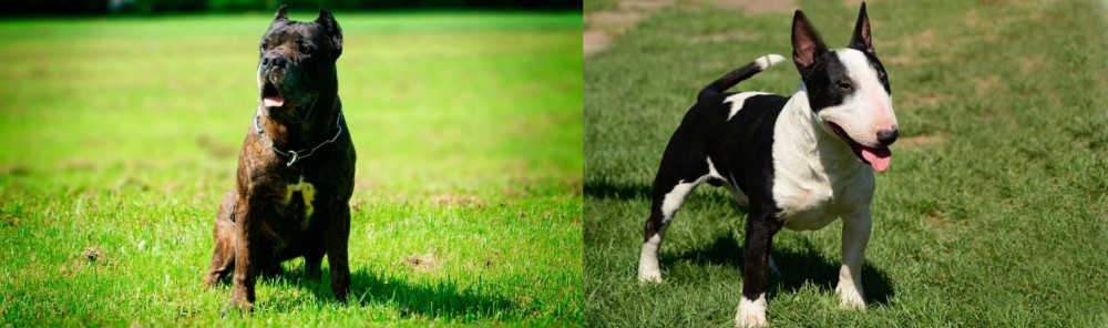 Bull Terrier Miniature vs Bandog - Breed Comparison