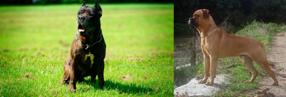 Bullmastiff vs Bandog - Breed Comparison