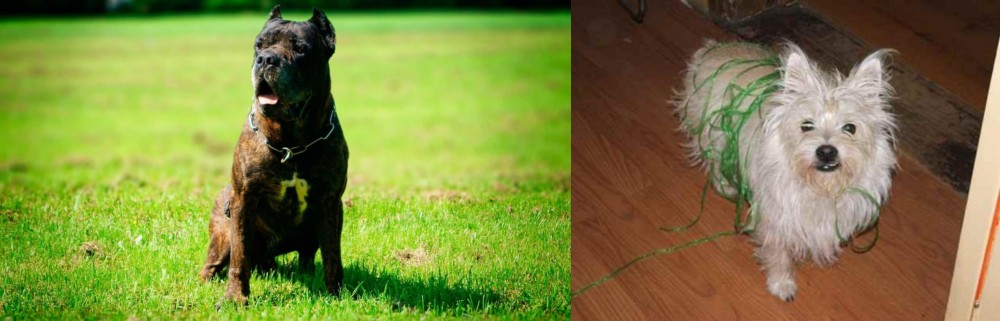 Cairland Terrier vs Bandog - Breed Comparison