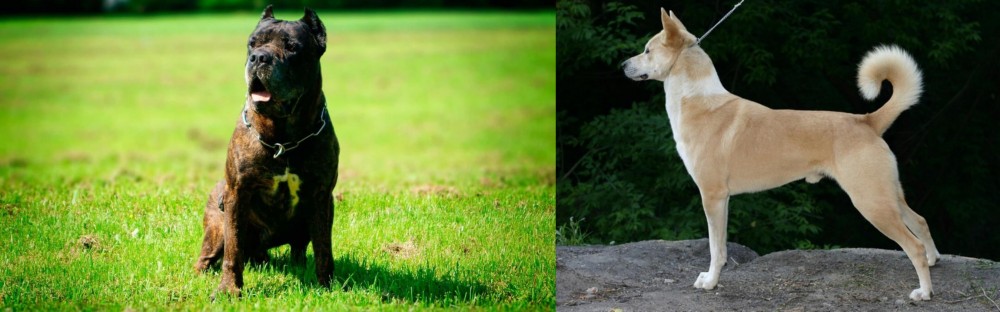 Canaan Dog vs Bandog - Breed Comparison