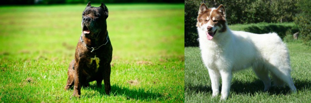 Canadian Eskimo Dog vs Bandog - Breed Comparison