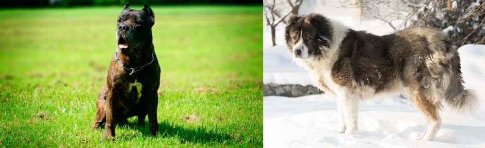 Caucasian Shepherd vs Bandog - Breed Comparison