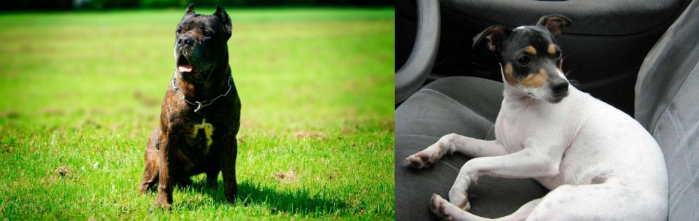 Chilean Fox Terrier vs Bandog - Breed Comparison