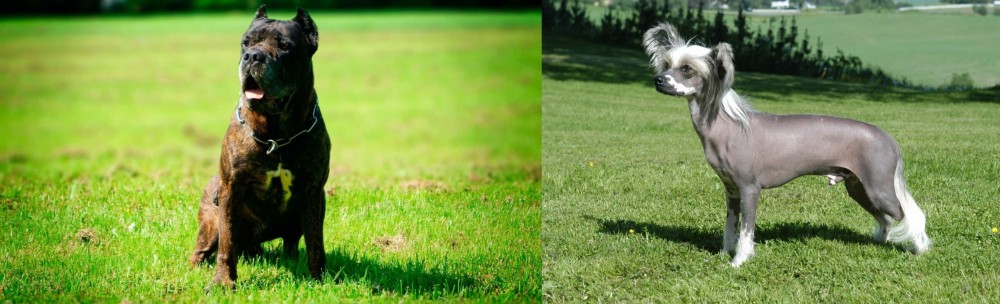 Chinese Crested Dog vs Bandog - Breed Comparison