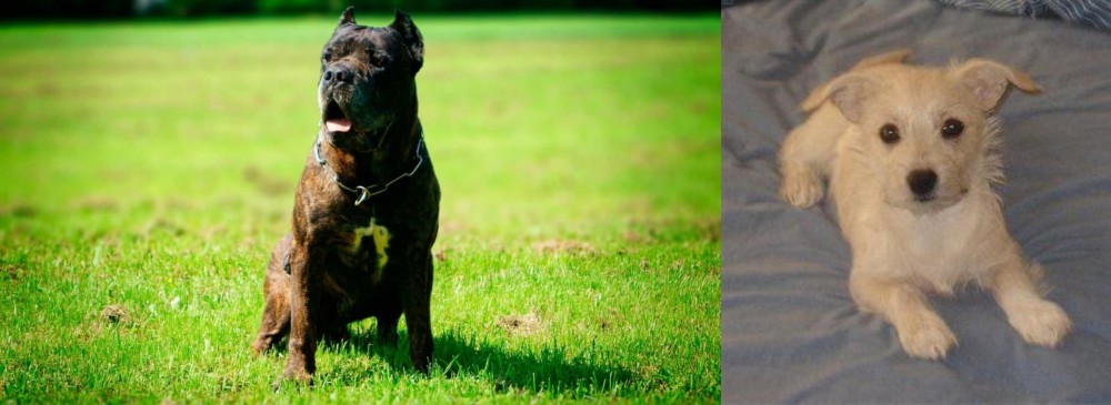 Chipoo vs Bandog - Breed Comparison