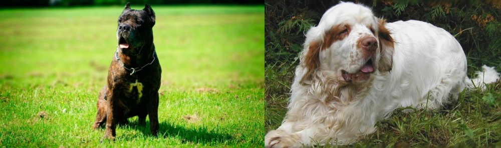 Clumber Spaniel vs Bandog - Breed Comparison