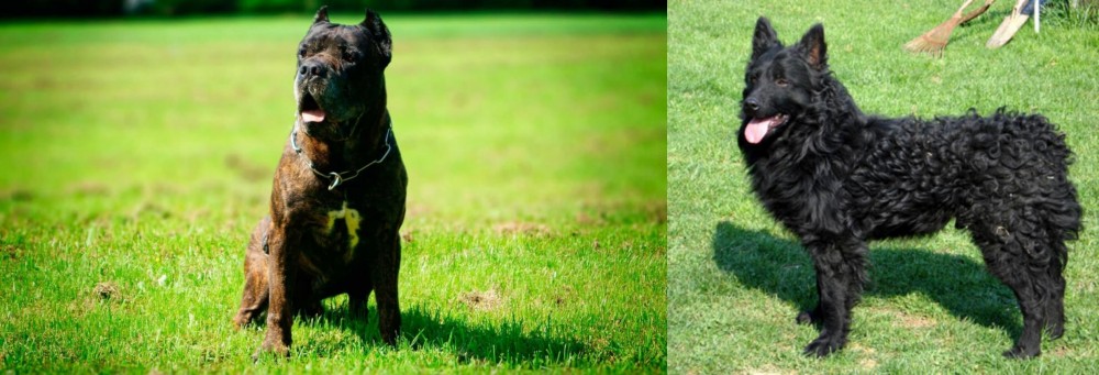 Croatian Sheepdog vs Bandog - Breed Comparison
