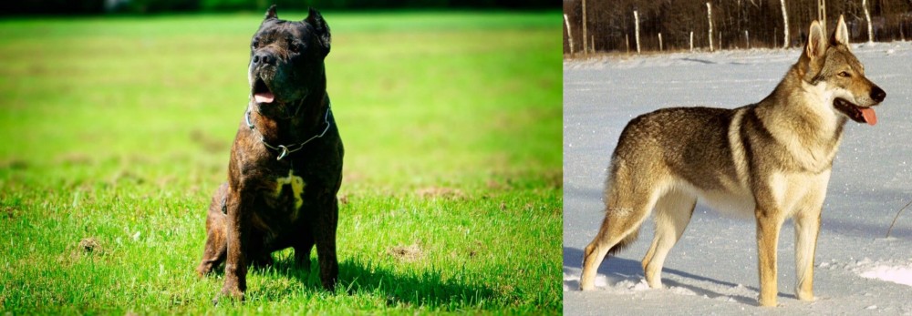 Czechoslovakian Wolfdog vs Bandog - Breed Comparison