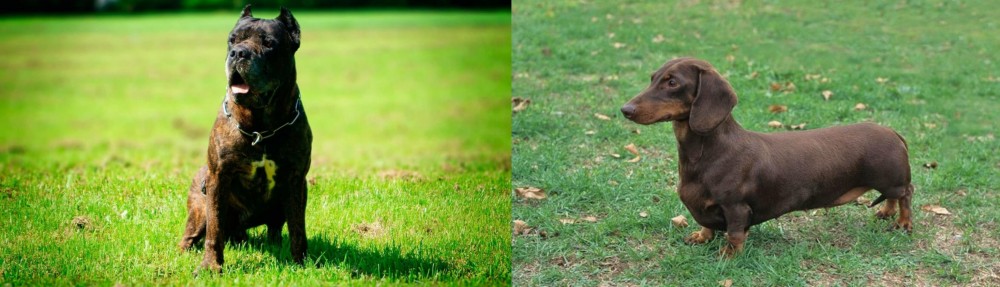 Dachshund vs Bandog - Breed Comparison