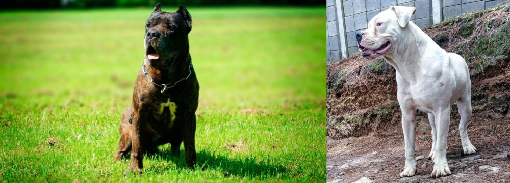 Dogo Guatemalteco vs Bandog - Breed Comparison