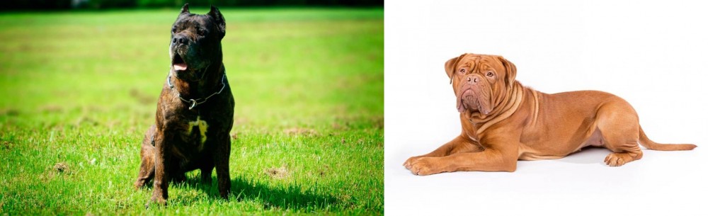 Dogue De Bordeaux vs Bandog - Breed Comparison