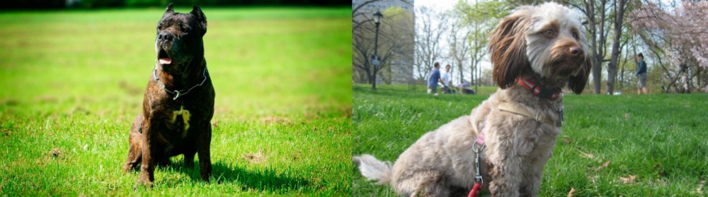 Doxiepoo vs Bandog - Breed Comparison