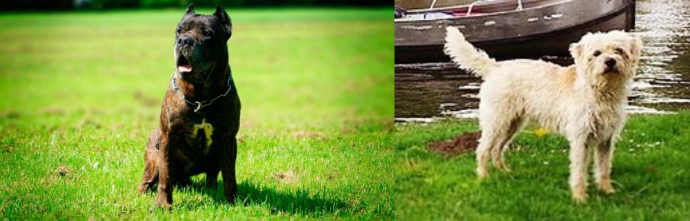 Dutch Smoushond vs Bandog - Breed Comparison