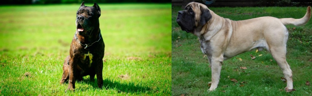 English Mastiff vs Bandog - Breed Comparison