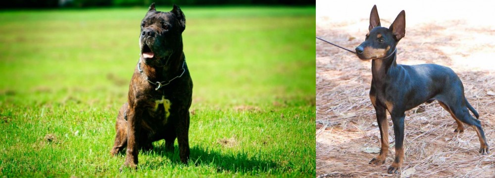 English Toy Terrier (Black & Tan) vs Bandog - Breed Comparison