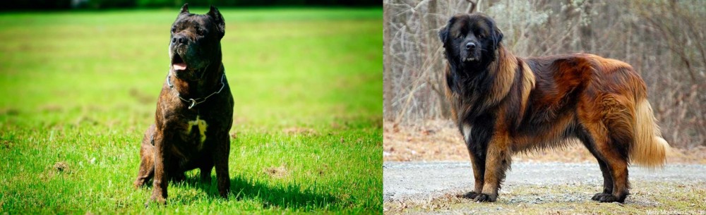 Estrela Mountain Dog vs Bandog - Breed Comparison
