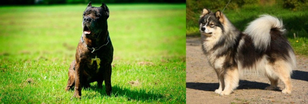 Finnish Lapphund vs Bandog - Breed Comparison