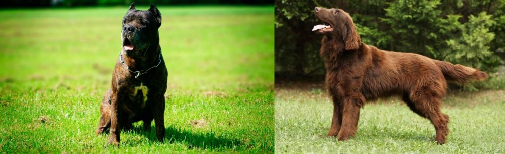 Flat-Coated Retriever vs Bandog - Breed Comparison