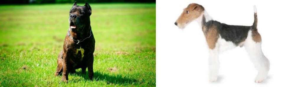 Fox Terrier vs Bandog - Breed Comparison