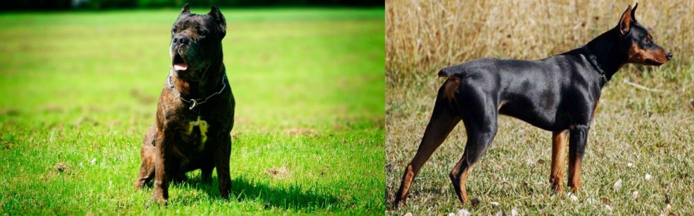 German Pinscher vs Bandog - Breed Comparison
