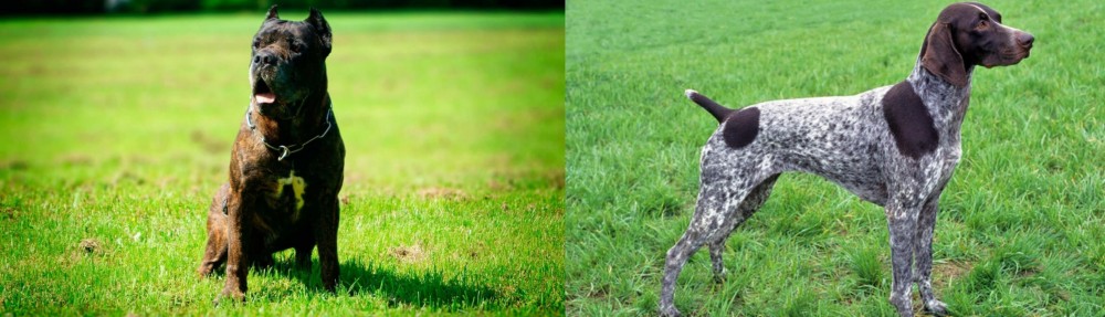 German Shorthaired Pointer vs Bandog - Breed Comparison