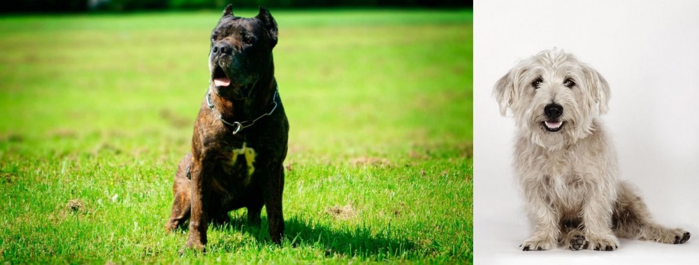 Glen of Imaal Terrier vs Bandog - Breed Comparison