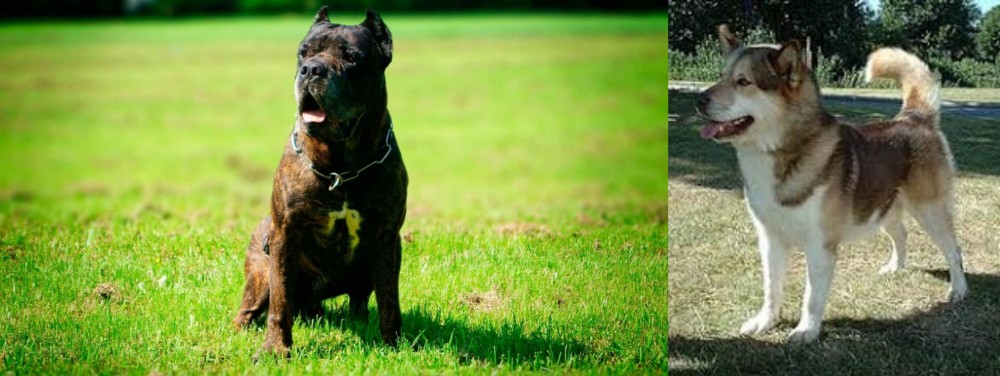 Greenland Dog vs Bandog - Breed Comparison