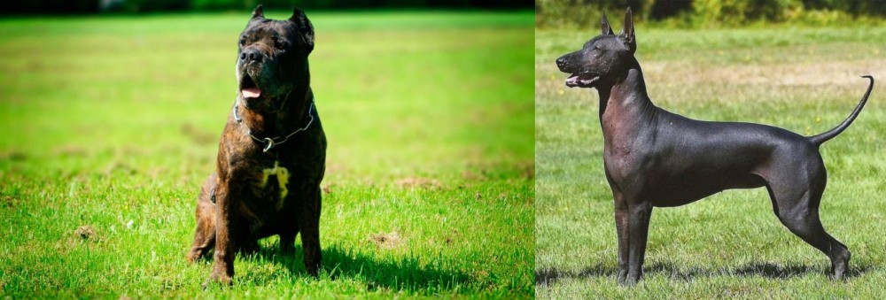 Hairless Khala vs Bandog - Breed Comparison