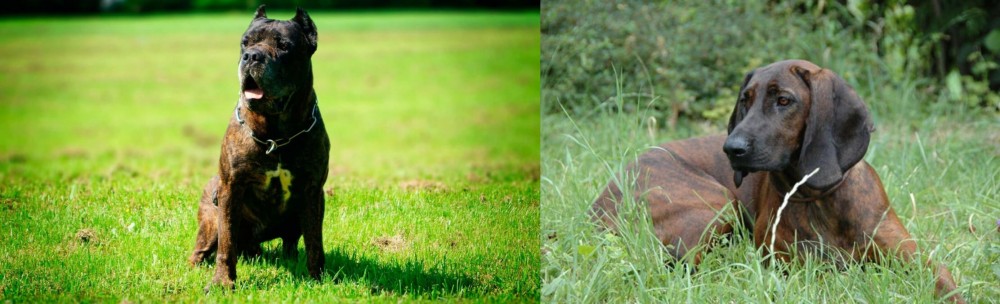 Hanover Hound vs Bandog - Breed Comparison