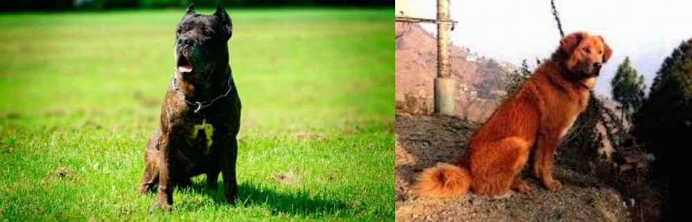 Himalayan Sheepdog vs Bandog - Breed Comparison