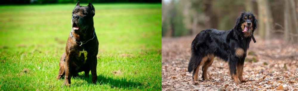 Hovawart vs Bandog - Breed Comparison