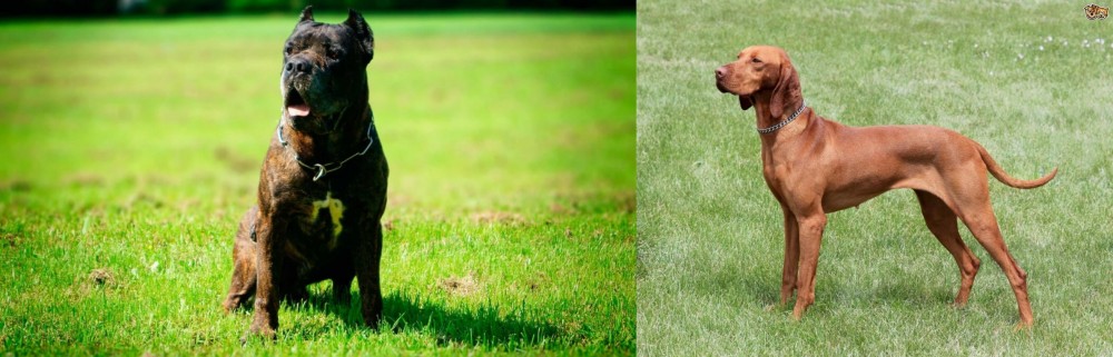 Hungarian Vizsla vs Bandog - Breed Comparison