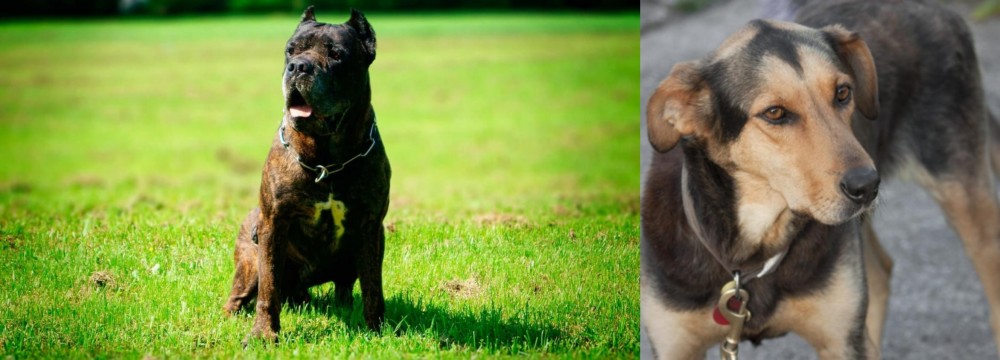 Huntaway vs Bandog - Breed Comparison