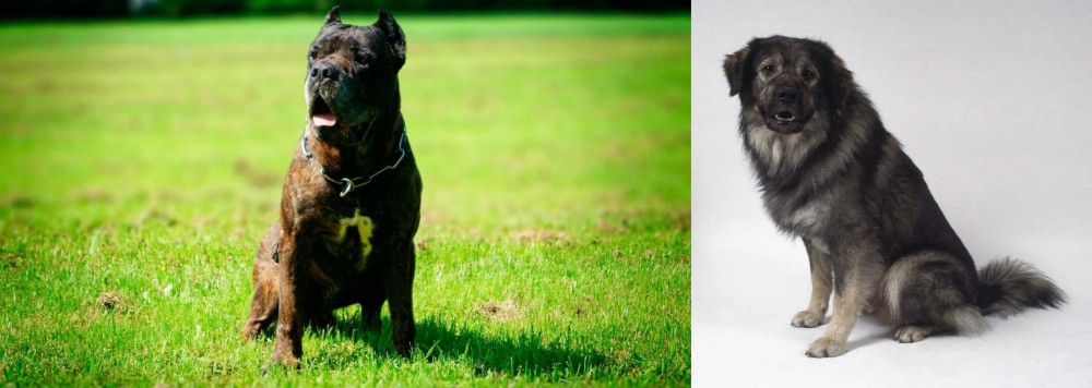 Istrian Sheepdog vs Bandog - Breed Comparison