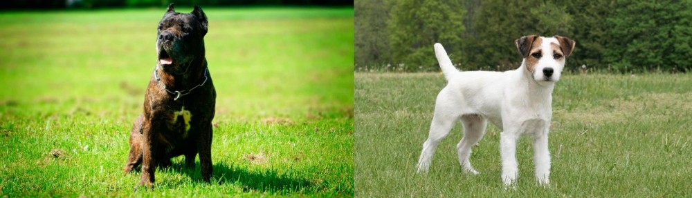 Jack Russell Terrier vs Bandog - Breed Comparison
