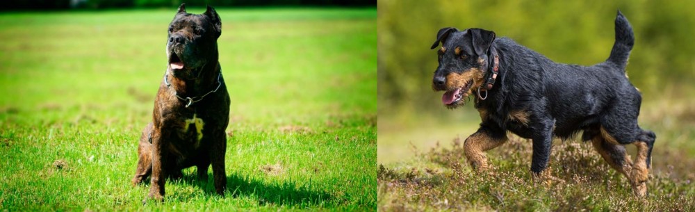 Jagdterrier vs Bandog - Breed Comparison