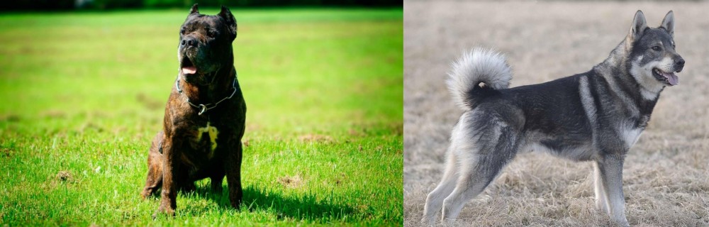 Jamthund vs Bandog - Breed Comparison