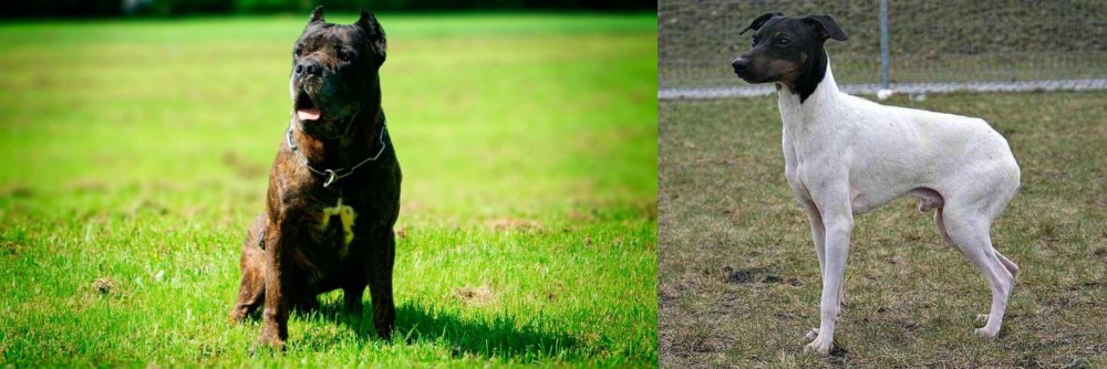 Japanese Terrier vs Bandog - Breed Comparison