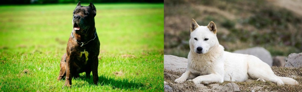 Jindo vs Bandog - Breed Comparison