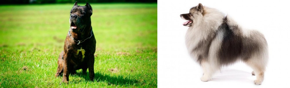 Keeshond vs Bandog - Breed Comparison