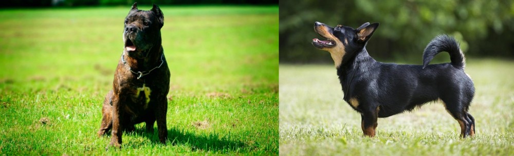 Lancashire Heeler vs Bandog - Breed Comparison