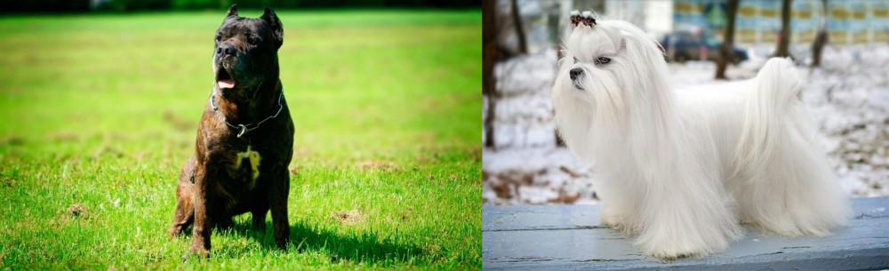 Maltese vs Bandog - Breed Comparison