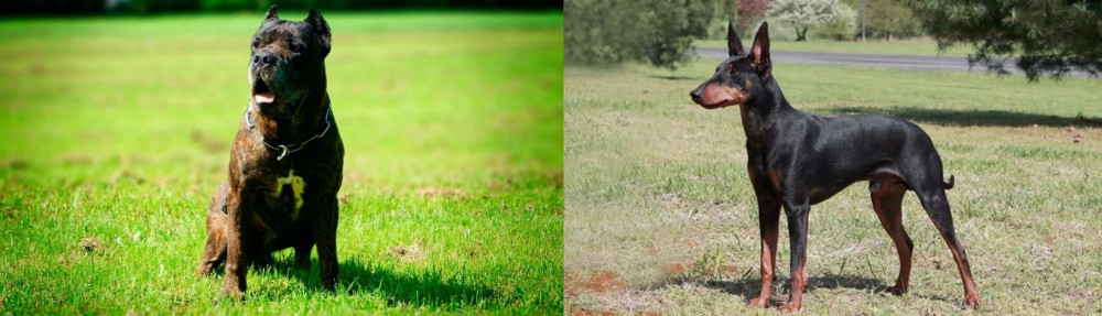 Manchester Terrier vs Bandog - Breed Comparison