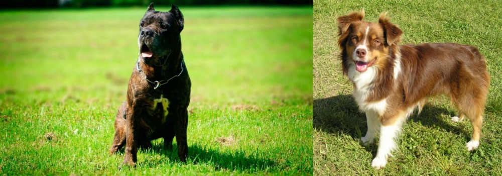 Miniature Australian Shepherd vs Bandog - Breed Comparison