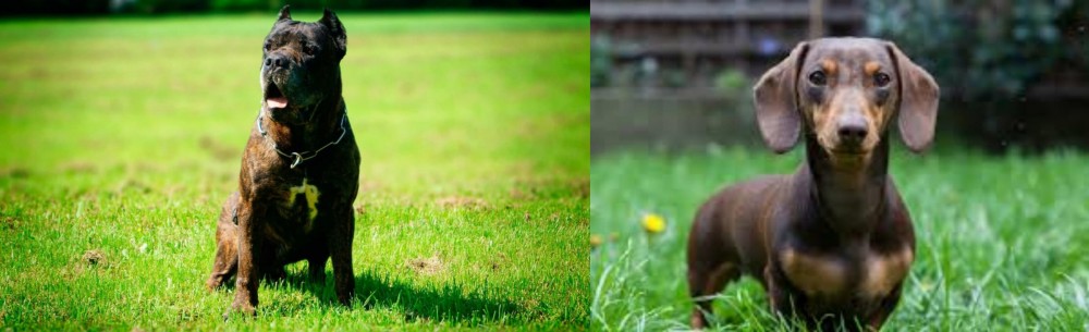 Miniature Dachshund vs Bandog - Breed Comparison