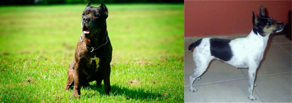 Miniature Fox Terrier vs Bandog - Breed Comparison