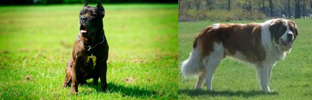 Moscow Watchdog vs Bandog - Breed Comparison